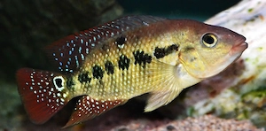 Rote Tigerbuntbarsche   Mesoheros festae 