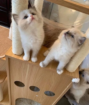 Ragdoll-Kätzchen zu verkaufen.