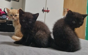 britisch kurzhaar kitten