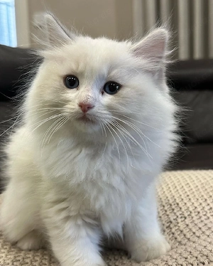 Ragdoll-Kätzchen zu verkaufen. Bild 3