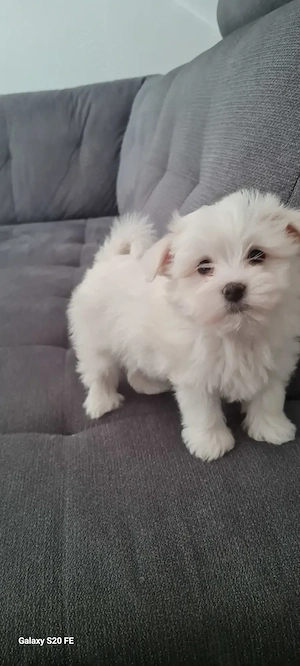 Malteser Welpe sucht eine liebevolle Familie