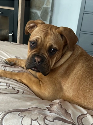 Bordeaudogge  Boxer mix hündin 