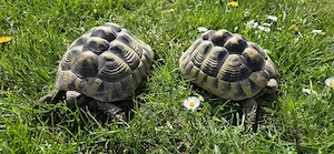 Weibliche Greschiche Landschildkröten 