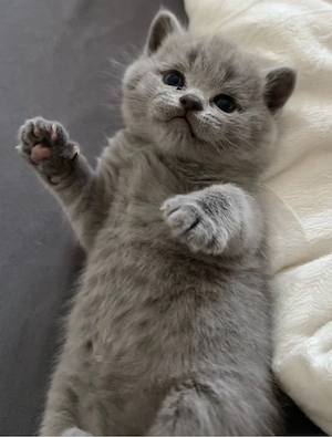 Letztes BKH Kitten, reservierungen fast voll 