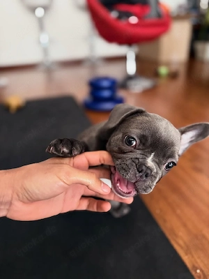Französische Bulldoggenwelpe! Männlich.