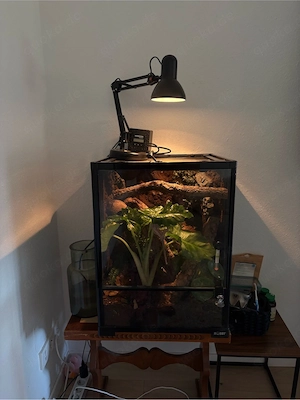 Komplettes Terrarium inkl Kronengecko und Zubehör 