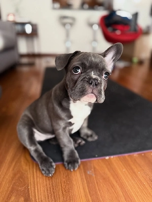 Französische Bulldoggenwelpe - weiblich