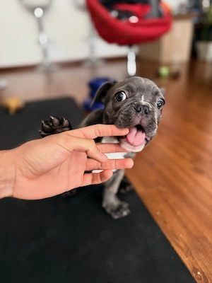 Typischer Französische Bulldoggenwelpe: 1 Rüde
