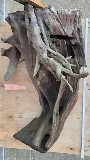 XXL Mangroven Wurzel 