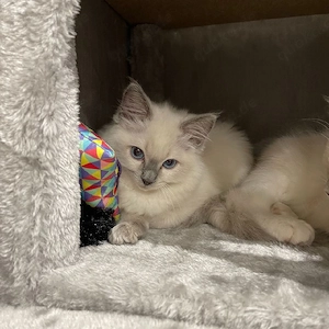 Ragdoll-Kätzchen zu verkaufen.