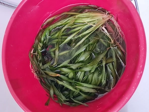 2 Eimer Wasserpflanzen aquariumpflanzen Vallisnerien Wasserschraube