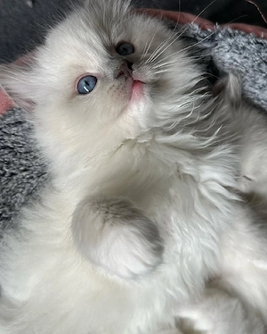 Ragdoll-Kätzchen zu verkaufen. Bild 4