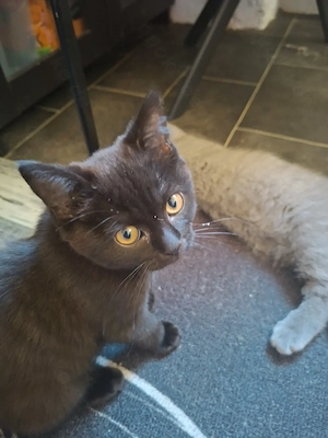 BKH Kitten suchen ein liebevolles neues Zuhause 