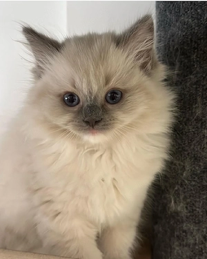 Ragdoll-Kätzchen zu verkaufen. Bild 2