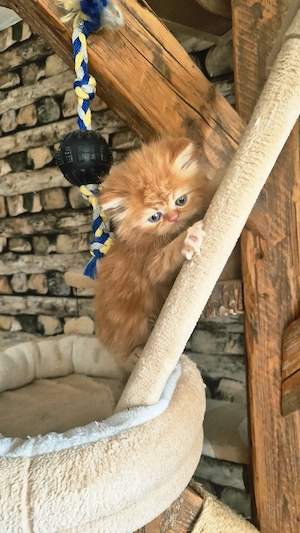 Reinrassiger Perserkitten mit Nase inkl. Stammbaum