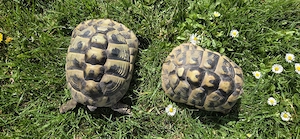Weibliche Greschiche Landschildkröten 
