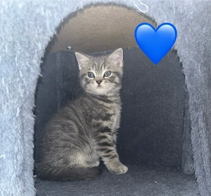 Britischen kurzhaar Baby Katzen