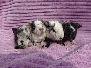 Meerschweinchen aus Hobbyzucht  >>>> Meerschweinchenhobbyzucht-Berlin 