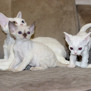 Doven-Rex-Kätzchen suchen ein neues Zuhause.