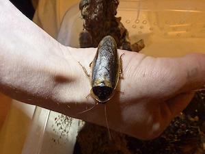 Argentinische Waldschaben (Blaptica dubia)