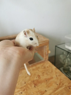 Rennmaus Männchen sucht neues Heim mit Partner