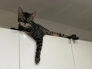 Bengalkater -Simba-