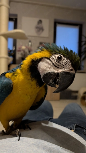 Mogli sucht ein neues zu Hause