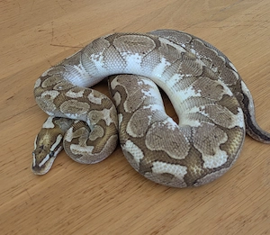 0.1 Bamboo? Königspython, Python Regius Bild 2