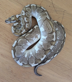 0.1 Mojave Combo Königspython, Python Regius