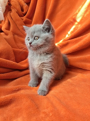 Süßer BKH Kater in Creme Lilac sucht neues Zuhause