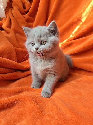 Süßer BKH Kater in Lilac sucht neues Zuhause