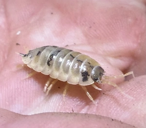  Panda  Asseln (Porcellio laevis)
