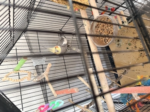 Nymphensittich mit Käfig 