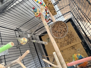 Nymphensittich mit Käfig  Bild 2