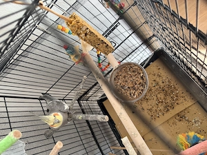 Nymphensittich mit Käfig  Bild 3