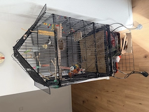 Nymphensittich mit Käfig  Bild 4