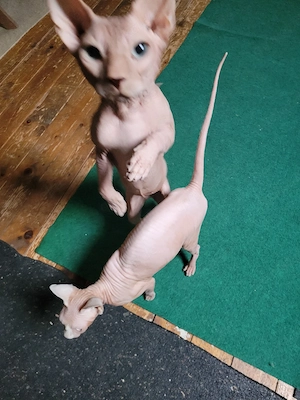  reinrassige sphynx Katze und Kater  suchen einen schönes Zuhause 