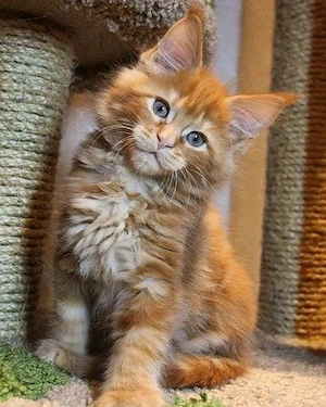 Gesunde Maine-Coon-Kätzchen