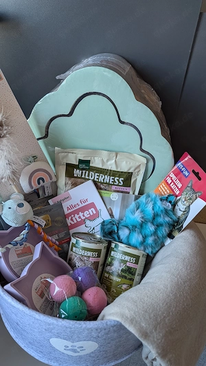 BKH Prinzessinen suchen Zuhause  Bild 9