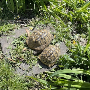 Griechische Landschildkröten Testudo hermani boettgeri männlich und weiblich zu verkaufen