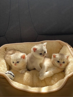 Liebevolle BKH Kitten