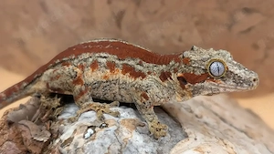 Rhacodactylus auriculatus (Höckerkopfgeckos) für u.a. HAMM Bild 6