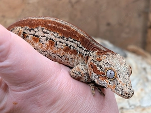 Rhacodactylus auriculatus (Höckerkopfgeckos) für u.a. HAMM Bild 10