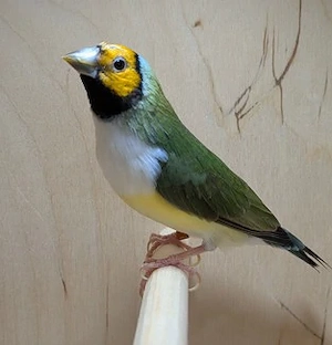 Gouldamadinen Bild 2