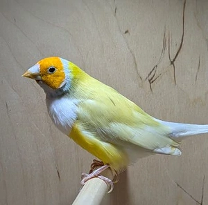 Gouldamadinen aus 2025