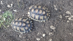 Nachzucht Breitrand Landschildkröten Bild 2