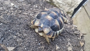 Nachzucht Breitrand Landschildkröten