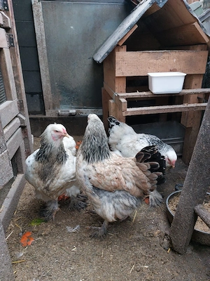 Reinrassige Brahmer Küken  Bild 2