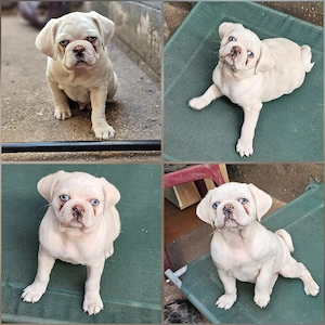 zauberhafte Retro Mops Welpen 