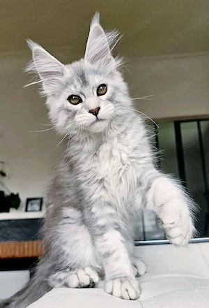   Liebevolle Maine Coon Kitten suchen ein Zuhause  